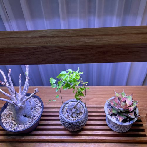 新作！植物育成LEDライトスタンド［オーク］ 一輪挿し・花瓶・花器