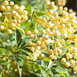 南天の実と葉っぱ　❼専用 南天の実と葉っぱ ➆専用 南天の実と葉っぱ 専用 - メルカリ