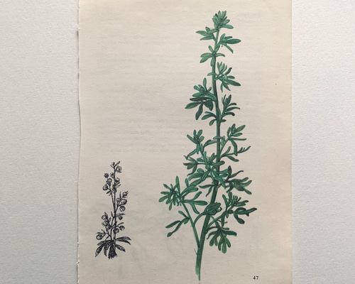 フランス製 古書 植物画 アンティーク 18 その他インテリア雑貨