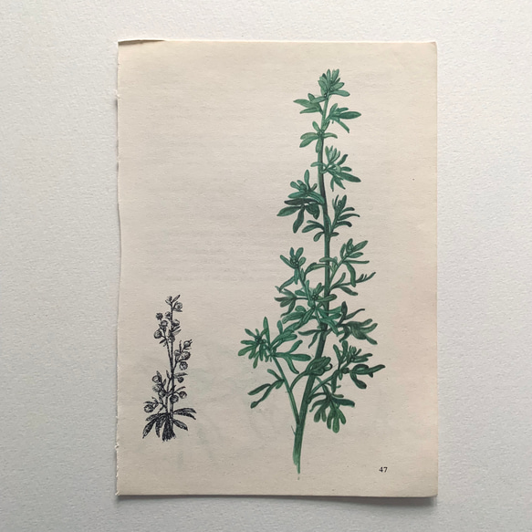 1825年フランスアンティークリトグラフ　フランスアンティーク版画　植物画　大判 1825年フランスアンティークリトグラフ フランスアンティーク版画 植物