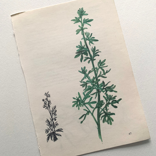 フランス製 古書 植物画 アンティーク 18 その他インテリア雑貨