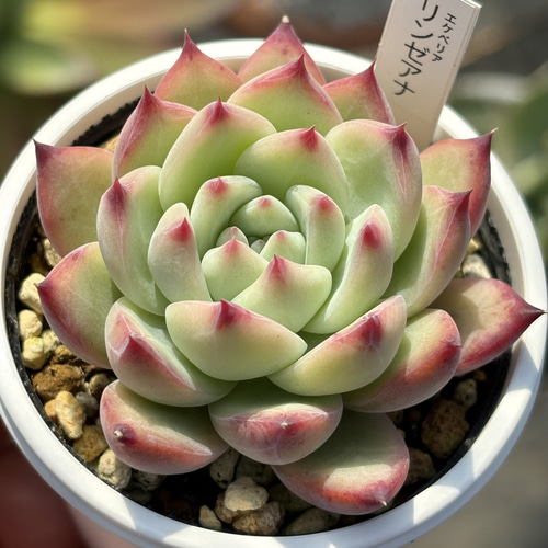 人気原種！☆リンゼアナ 多肉植物 自家繁殖 国産 多肉植物 美