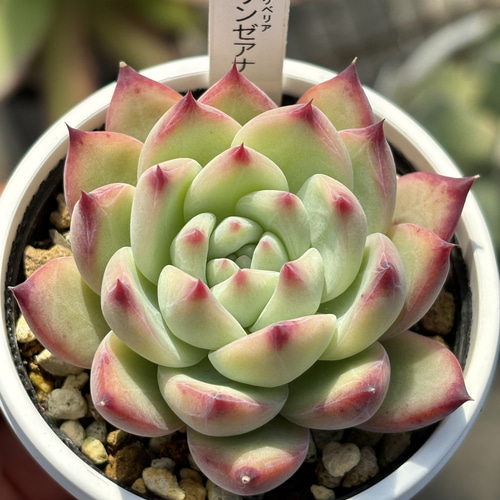 人気原種！☆リンゼアナ 多肉植物 自家繁殖 国産 多肉植物 美