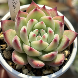 多肉植物　リンゼアナ(おらいさん苗)　自家 多肉植物 相府蓮×リンゼアナ おらいさん苗 抜き苗 - メルカリ