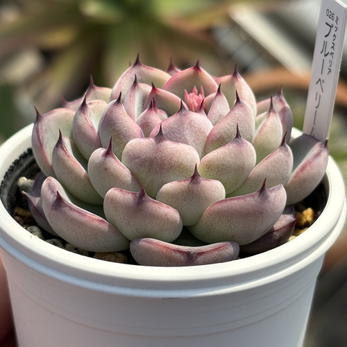 人気レア品種！☆ブルーベリームーン 多肉植物 自家繁殖 国産 多肉植物