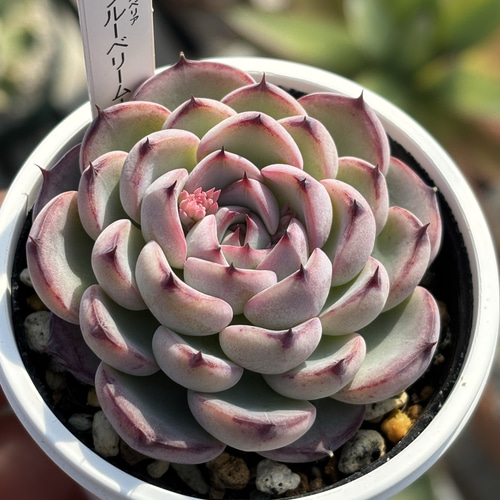 多肉 センペル ブルームーン 多肉 センペル ブルームーン 【公式通販】