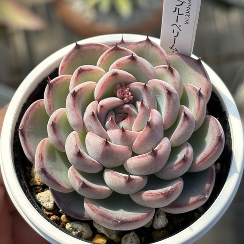 人気レア品種！☆ブルーベリームーン 多肉植物 自家繁殖 国産 多肉植物