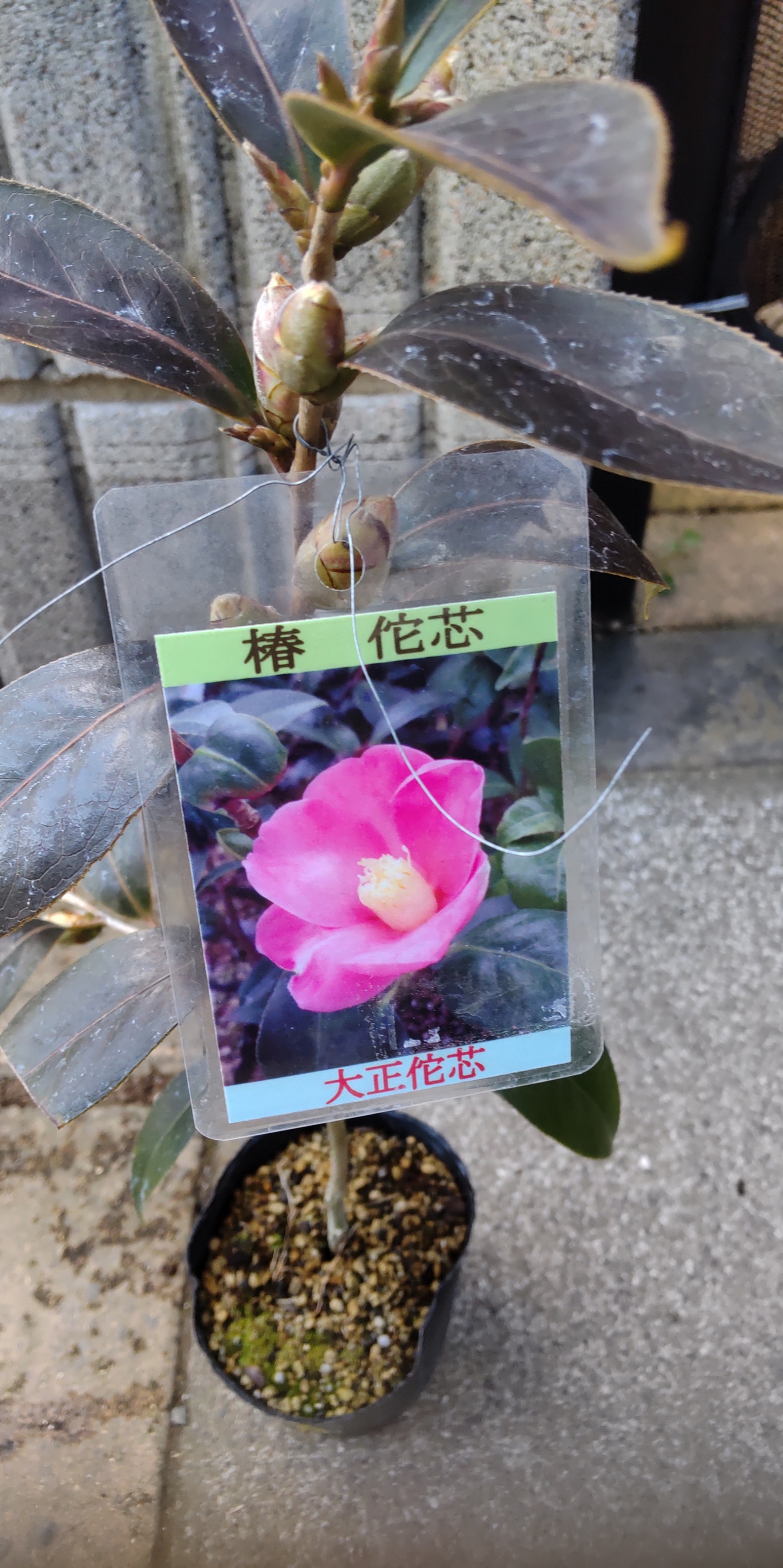 椿【大正侘芯 1/10蕾付き】茶花 掛花や蹲に 殆ど出回っていない品種 筒蕊の品のある椿