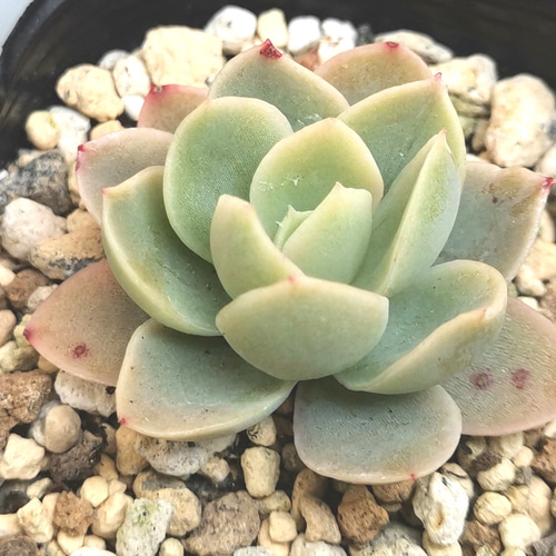 抜き苗 バニラ QS1091×24株 ふっくら 多肉植物 エケベリア サボテン