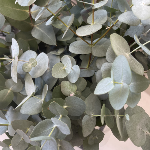 ドライフラワー　リース　グリーンリース　ユーカリとエリンジューム fit=scale-down,w=1200