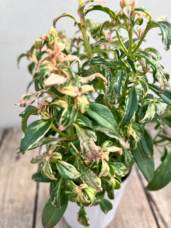 リュミエールシフォン2ポットセット＊金魚草＊斑入り＊ガーデニング