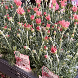 激レア】グレビレア ハニーワンダー 希少 オージープランツ 常緑低木