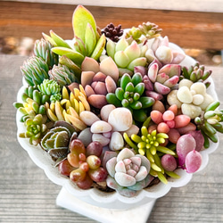 販売開始!!＊数量限定♡⃛ちまちま寄せ植え紅葉中＊ちまちまサイズ 