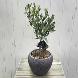 Pachypodium geayi 阿亜相界 パキポディウム ゲアイー 6号 その他