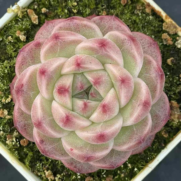 ピーチプリデ多肉植物 抜き苗