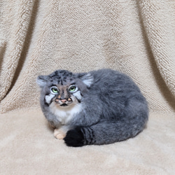 オッドアイの三毛猫!?ジャパニーズボブテイル風の羊毛猫ちゃん!! 羊毛