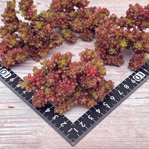 多肉植物 レッドベリー綴化 韓国苗 多肉植物 pariʚ