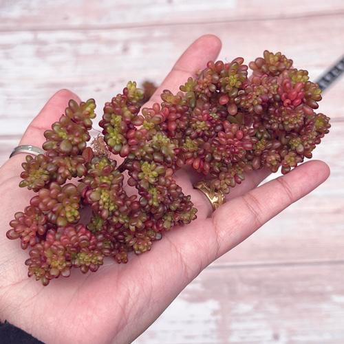レッドベリー綴化　抜き苗　ゆうパケットポストまたはmini発送　多肉植物 レッドベリー綴化 抜き苗 多肉植物 ゆうパケットポストまたはmini発送