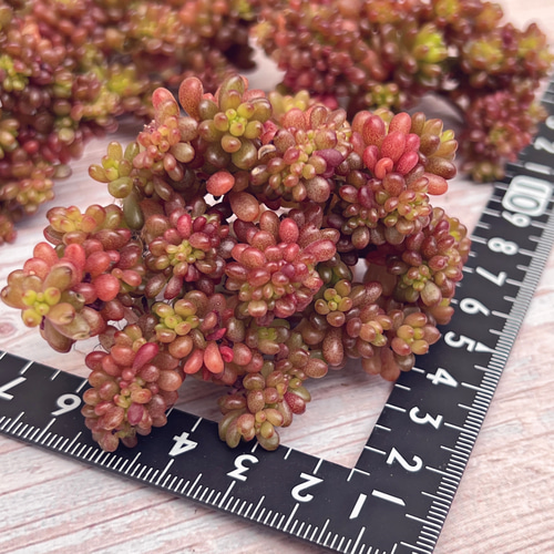 ◇35【現品　カット】ベリー綴化　多肉　可愛い♡ 多肉植物 レッドベリー綴化 韓国苗 多肉植物 pariʚ