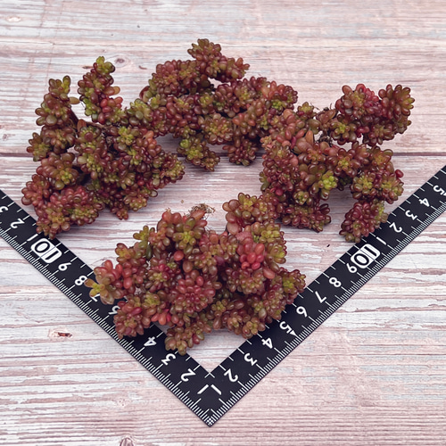 多肉植物 レッドベリー綴化 韓国苗 多肉植物 pariʚ