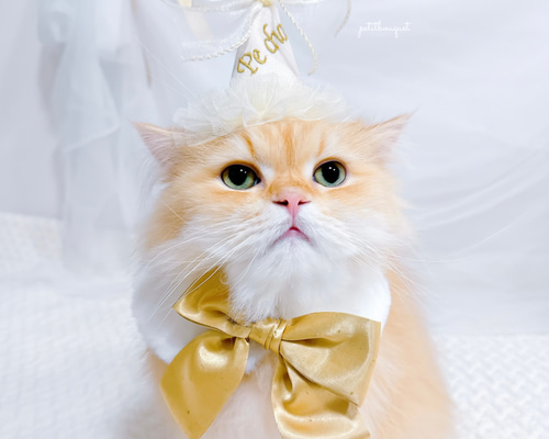 ペット｜名入れパーティーハット》猫 誕生日 うちのこ 猫 ねこ 犬