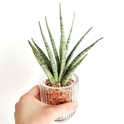 希少サンスベリア B12 グラスグリーン calm cafe pure 多肉植物 calm