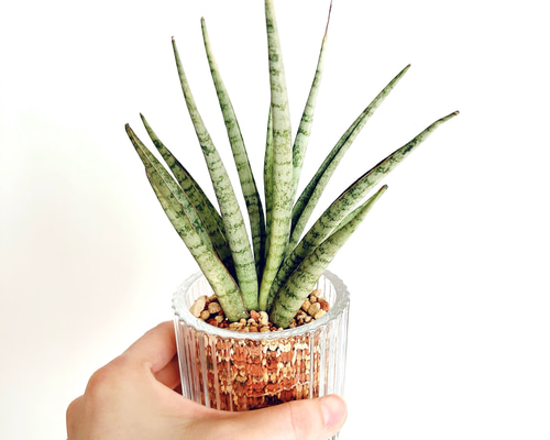 289c3f8ff51ab07599c66982e2aec2