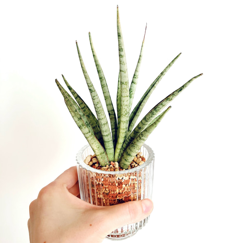 希少サンスベリア B12 グラスグリーン calm cafe pure 多肉植物 calm