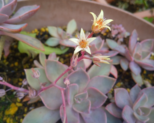 多肉植物 初恋 カット苗 1つ 直径約6㎝ 多肉植物 ミクロ 通販