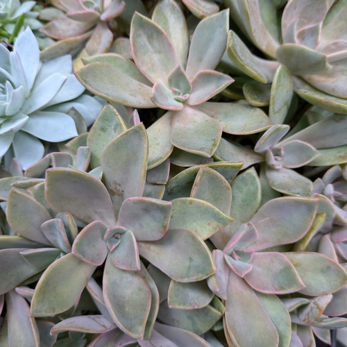 多肉植物 初恋 カット苗 1つ 直径約6㎝ 多肉植物 ミクロ 通販
