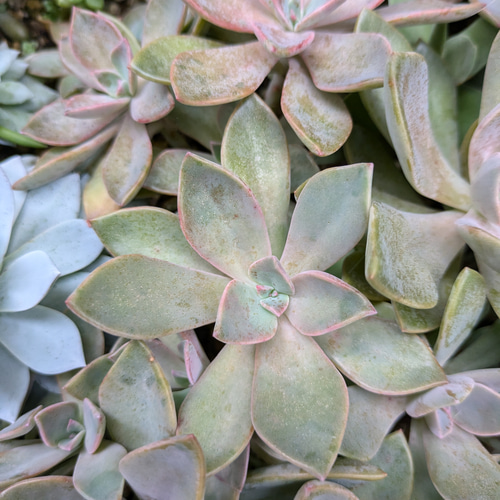 多肉植物　乙女心15カット　カット苗♡ 乙女心 セダム 【カット】多肉植物 - メルカリ