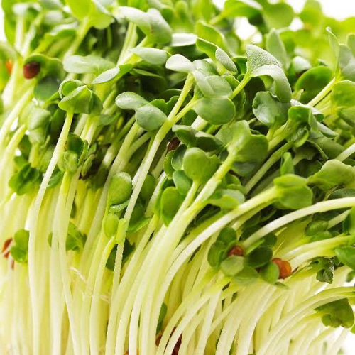 かいわれ大根 種 オーガニック 固定種 100粒 その他インテリア雑貨