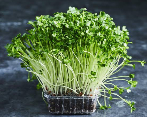 かいわれ大根様 かいわれ大根 種 オーガニック 固定種 100粒 その他インテリア雑貨