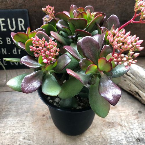 【お買得】カネノナルキ 金のなる木 多肉植物 観葉植物 グリーン ピンク★格安★ お買得】カネノナルキ 金のなる木 多肉植物 観葉植物 グリーン ピンク