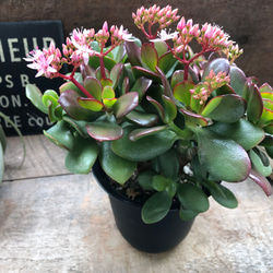 ジェイドガール♡ビカクシダ♡ P. willinckii 'Jade Girl