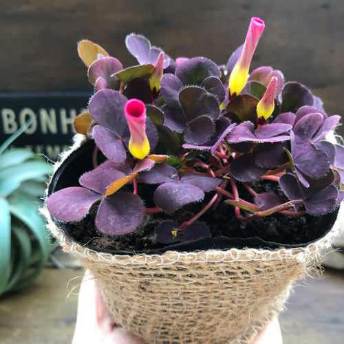 斑入りホスタたっぷり根付き苗