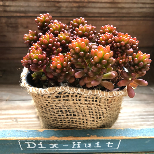 レッドベリー♡希少品種♡多肉植物♡セダム♡もりもり アートフラワー