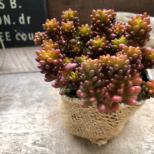 レッドベリー♡希少品種♡多肉植物♡セダム♡もりもり アートフラワー 