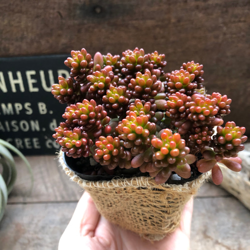 レッドベリー♡希少品種♡多肉植物♡セダム♡もりもり アートフラワー