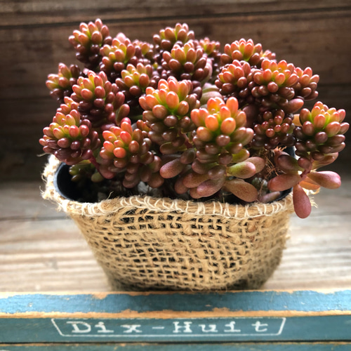 ◇35【現品　カット】ベリー綴化　多肉　可愛い♡ 多肉植物 レッドベリー綴化 韓国苗 多肉植物 pariʚ