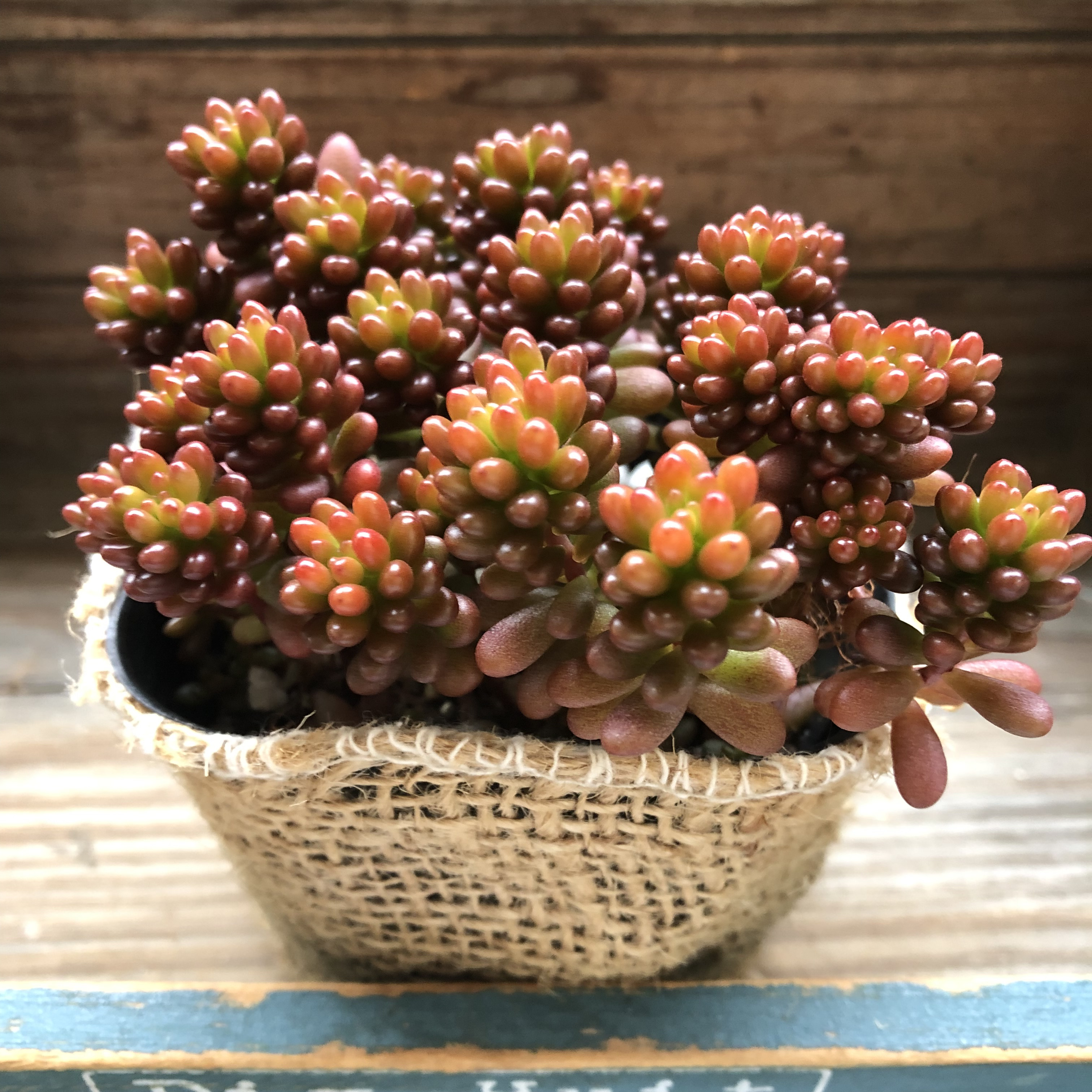多肉植物^o^ モリモリ❣️レッドベリー 【公式通販】