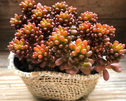 多肉植物^o^ 多肉 寄せ植え エケベリア ❣️もりもり群生♡レッドベリー❣️現品 モリモリ❣️レッドベリー  フラワー・ガーデニング