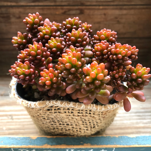 レッドベリー♡希少品種♡多肉植物♡セダム♡もりもり アートフラワー