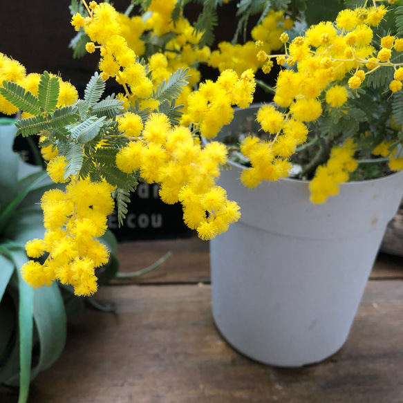 咲きます♡花芽つき♡ミモザの苗♡ガーデニング♡観葉植物
