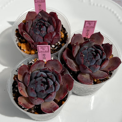 2025 New✨多肉植物 ソングフォーユー 韓国苗 多肉植物 pariʚ