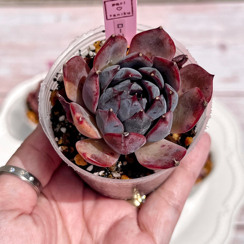 ローズオブビトレイアル◎多肉植物 カット苗 輸入苗 エケベリア等 多肉植物 ローズオブビトレイアル 韓国苗 多肉植物 pariʚ