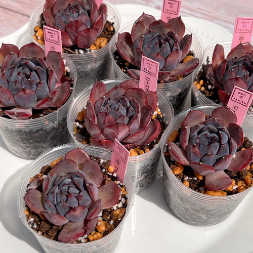 多肉植物 ローズオブビトレイアル 韓国苗 多肉植物 pariʚ