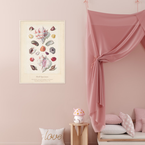 貝殻標本 アートポスター (62_shellspecimen)｜北欧 インテリア