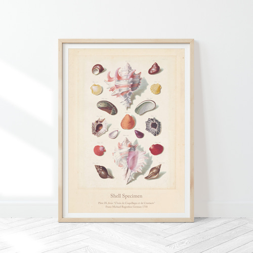 貝殻標本 アートポスター (62_shellspecimen)｜北欧 インテリア