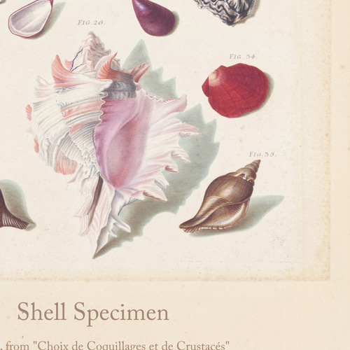 貝殻標本 アートポスター (62_shellspecimen)｜北欧 インテリア